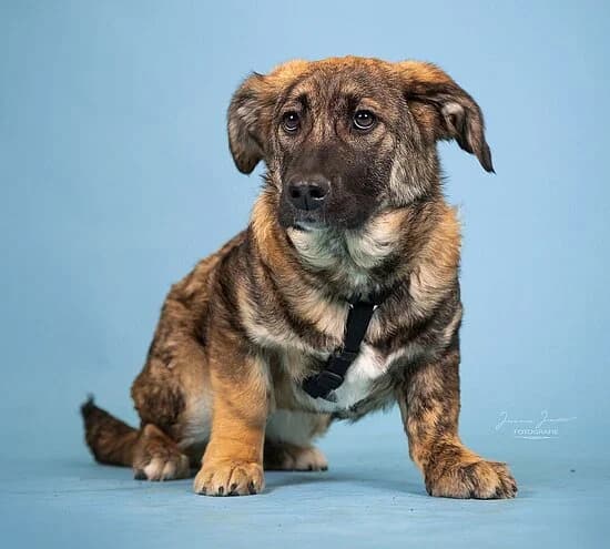 Pandora,  Mixed Breed for adoption at Tierheim Koblenz, Koblenz