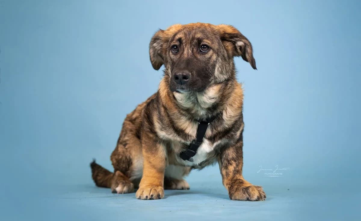 Pandora,  Mixed Breed for adoption at Tierheim Koblenz, Koblenz — photo 2 of 8