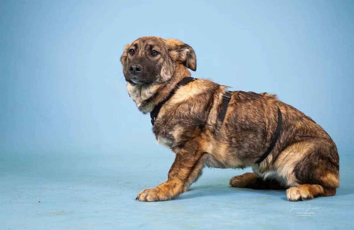 Pandora,  Mixed Breed for adoption at Tierheim Koblenz, Koblenz — photo 4 of 8