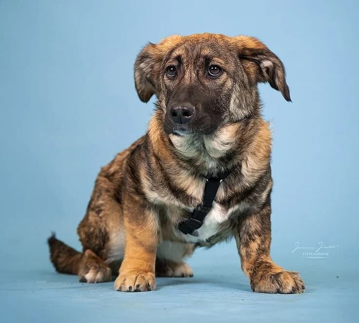 Pandora,  Mixed Breed for adoption at Tierheim Koblenz, Koblenz — photo 5 of 8