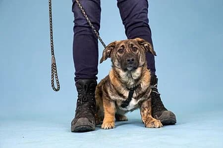 Pandora,  Mixed Breed for adoption at Tierheim Koblenz, Koblenz — photo 7 of 8