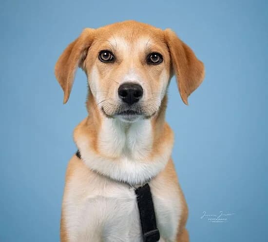 Jupiter,  puppy Mixed Breed for adoption at Tierheim Koblenz, Koblenz