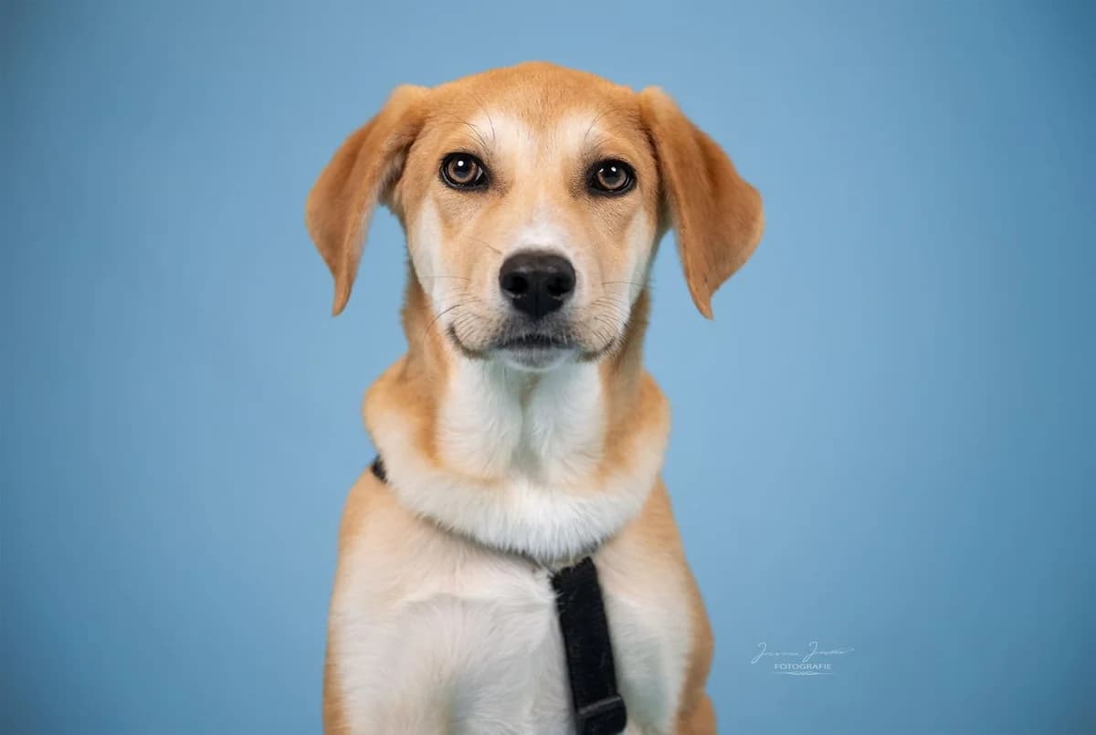 Jupiter,  Mixed Breed for adoption at Tierheim Koblenz, Koblenz — photo 2 of 12