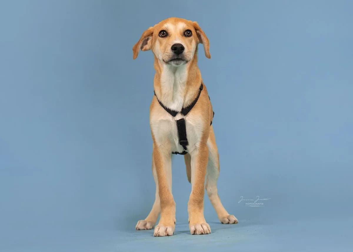 Jupiter,  Mixed Breed for adoption at Tierheim Koblenz, Koblenz — photo 3 of 12