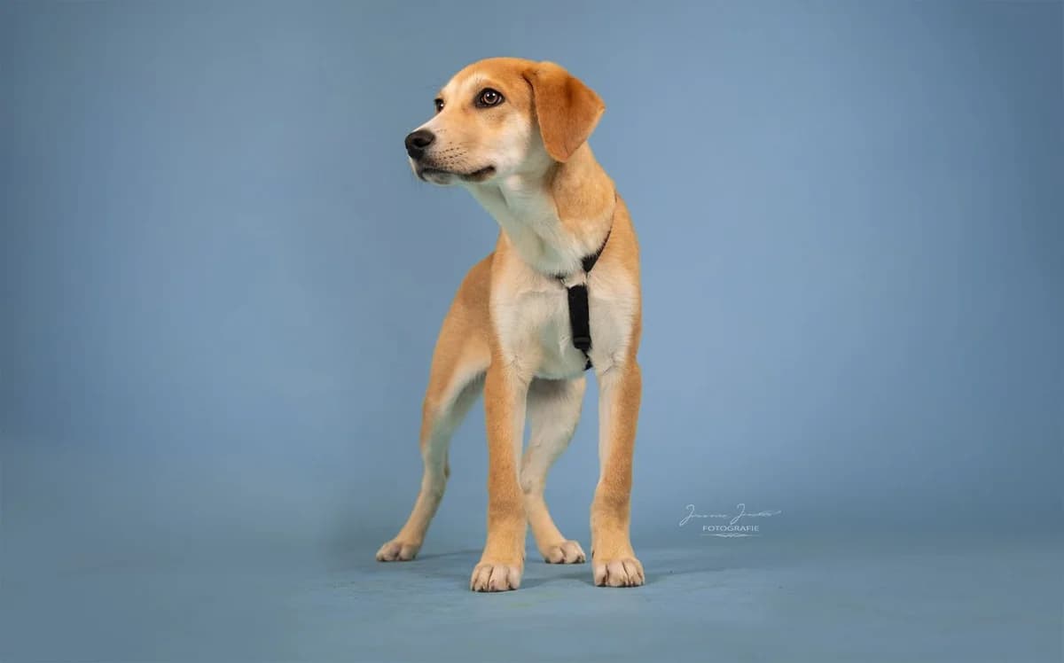 Jupiter,  Mixed Breed for adoption at Tierheim Koblenz, Koblenz — photo 4 of 12