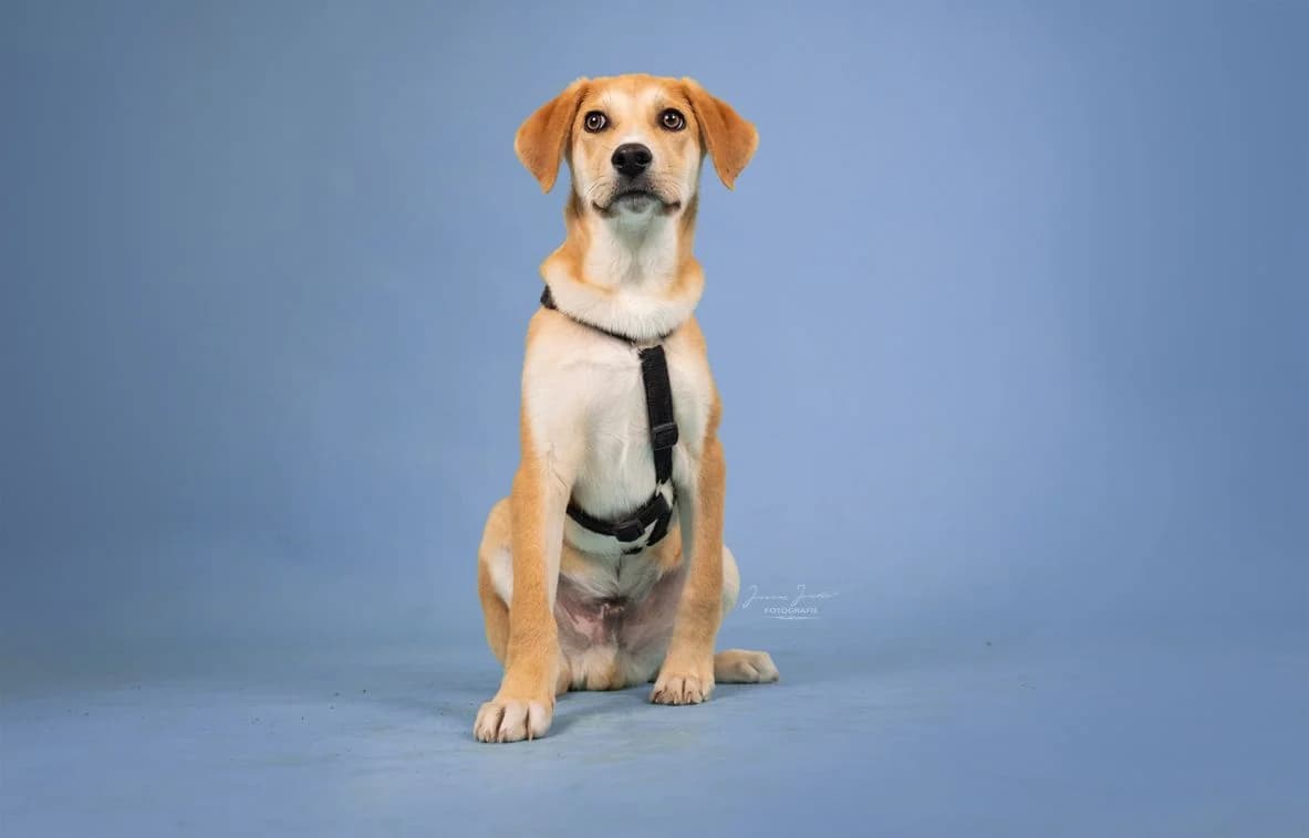 Jupiter,  Mixed Breed for adoption at Tierheim Koblenz, Koblenz — photo 5 of 12