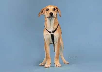 Jupiter,  Mixed Breed for adoption at Tierheim Koblenz, Koblenz — photo 8 of 12