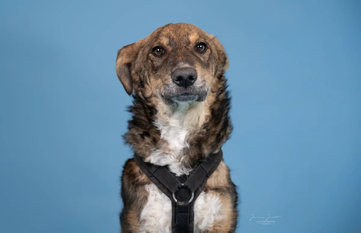 Pan,  Mixed Breed for adoption at Tierheim Koblenz, Koblenz — photo 2 of 6