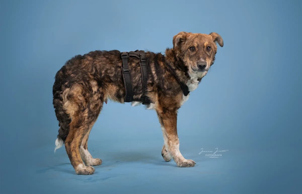 Pan,  Mixed Breed for adoption at Tierheim Koblenz, Koblenz — photo 3 of 6