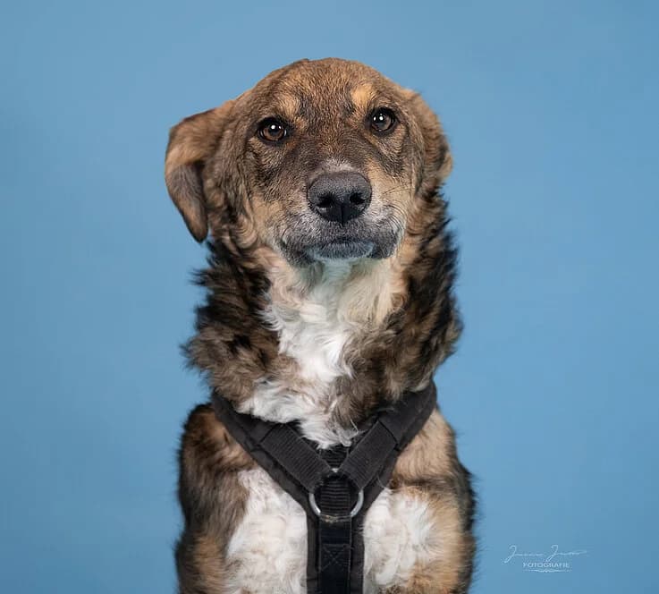 Pan,  Mixed Breed for adoption at Tierheim Koblenz, Koblenz — photo 4 of 6