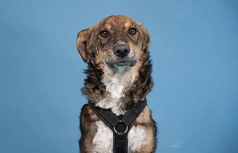 Pan,  Mixed Breed for adoption at Tierheim Koblenz, Koblenz — photo 5 of 6