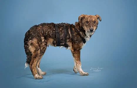 Pan,  Mixed Breed for adoption at Tierheim Koblenz, Koblenz — photo 6 of 6