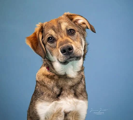 Tarvos,  puppy Mixed Breed for adoption at Tierheim Koblenz, Koblenz