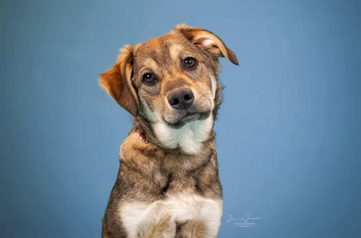 Tarvos,  Mixed Breed for adoption at Tierheim Koblenz, Koblenz — photo 2 of 5