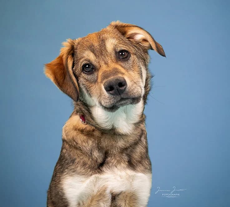 Tarvos,  Mixed Breed for adoption at Tierheim Koblenz, Koblenz — photo 3 of 5