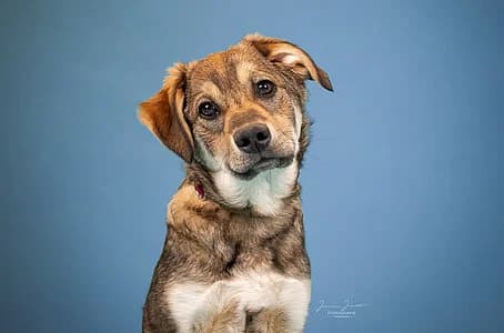 Tarvos,  Mixed Breed for adoption at Tierheim Koblenz, Koblenz — photo 4 of 5