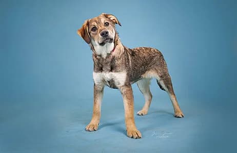 Tarvos,  Mixed Breed for adoption at Tierheim Koblenz, Koblenz — photo 5 of 5