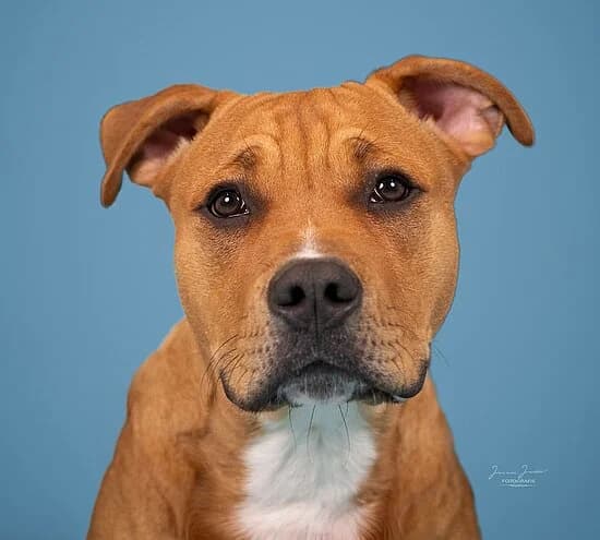 Ferdinand,  Pit Bull Terrier for adoption at Tierheim Koblenz, Koblenz