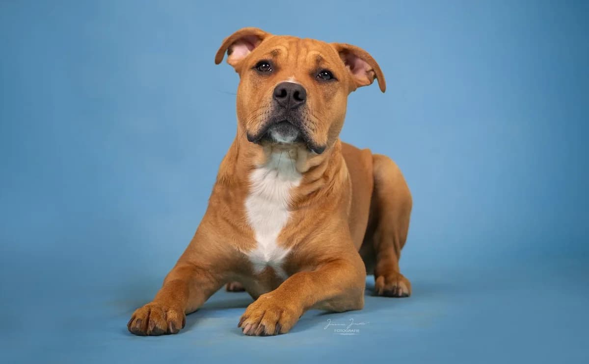 Ferdinand,  Pit Bull Terrier for adoption at Tierheim Koblenz, Koblenz — photo 4 of 10