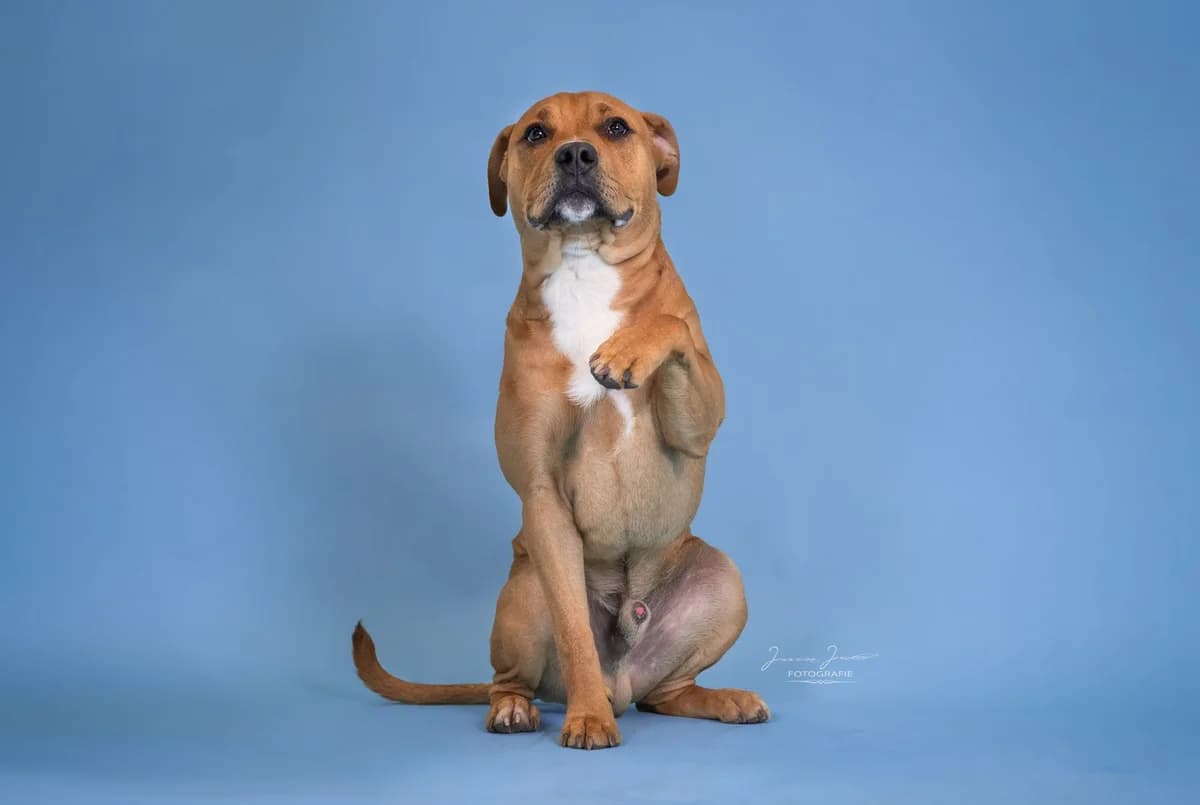 Ferdinand,  Pit Bull Terrier for adoption at Tierheim Koblenz, Koblenz — photo 5 of 10