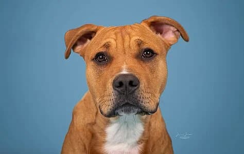 Ferdinand,  Pit Bull Terrier for adoption at Tierheim Koblenz, Koblenz — photo 7 of 10