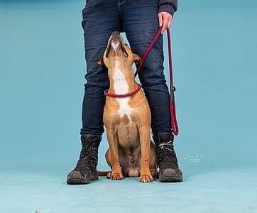 Ferdinand,  Pit Bull Terrier for adoption at Tierheim Koblenz, Koblenz — photo 8 of 10