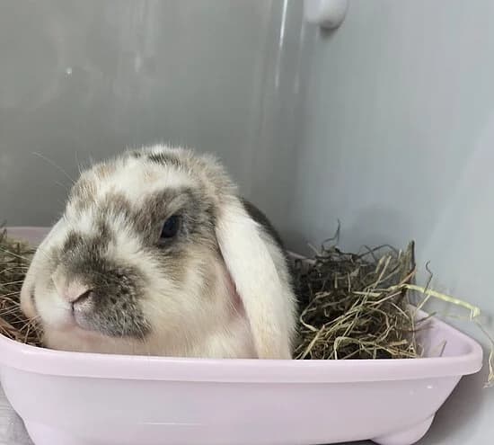 Alvin, braun male mixed breed for adoption at Tierheim Koblenz, Koblenz