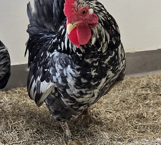 Harry,  mixed breed for adoption at Tierheim Koblenz, Koblenz