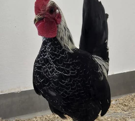 Niall,  mixed breed for adoption at Tierheim Koblenz, Koblenz