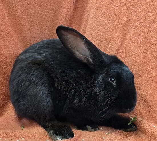 Diego,  mixed breed for adoption at Tierheim Koblenz, Koblenz