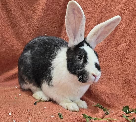 Francis,  mixed breed for adoption at Tierheim Koblenz, Koblenz