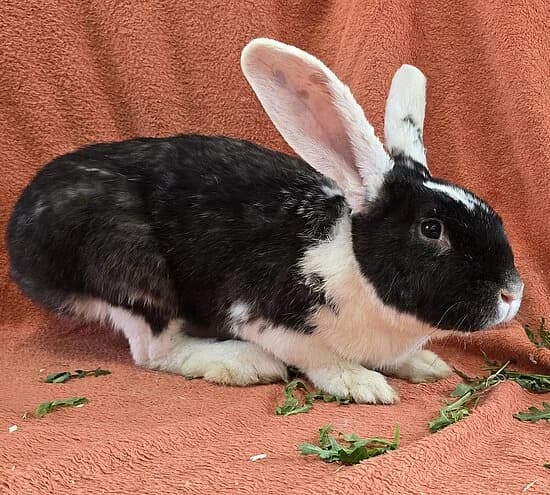 Axel,  mixed breed for adoption at Tierheim Koblenz, Koblenz