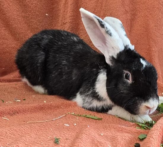 Udo,  mixed breed for adoption at Tierheim Koblenz, Koblenz