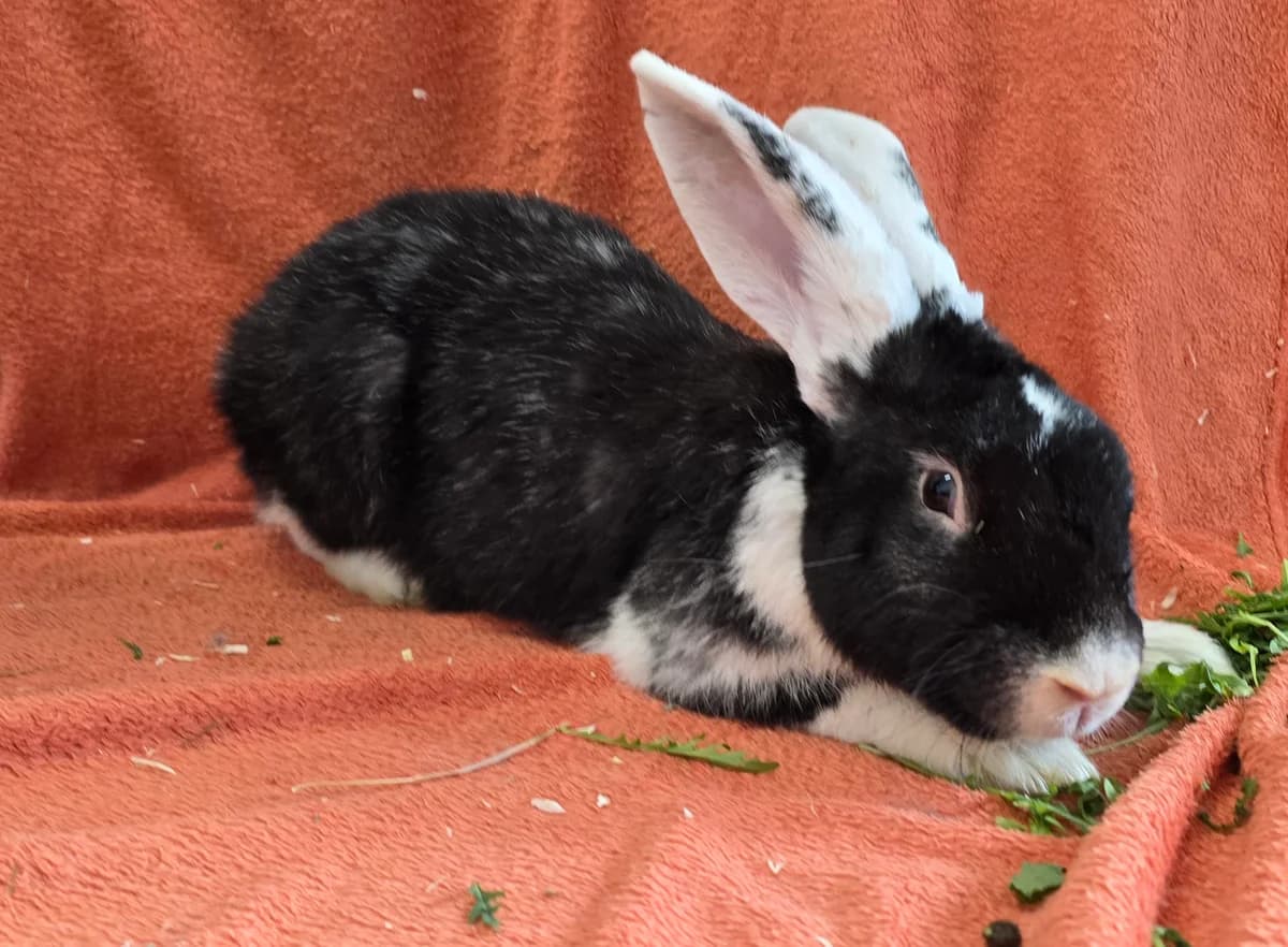 Udo,  mixed breed for adoption at Tierheim Koblenz, Koblenz — photo 2 of 4