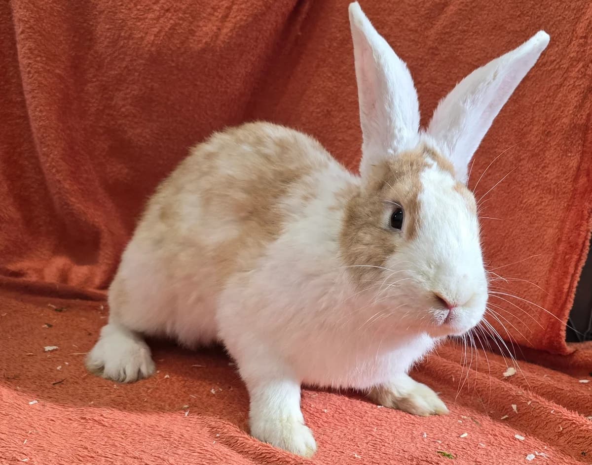 Steve,  mixed breed for adoption at Tierheim Koblenz, Koblenz — photo 2 of 4