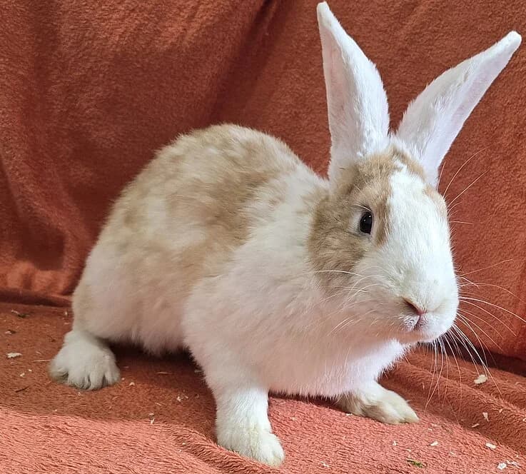 Steve,  mixed breed for adoption at Tierheim Koblenz, Koblenz — photo 3 of 4