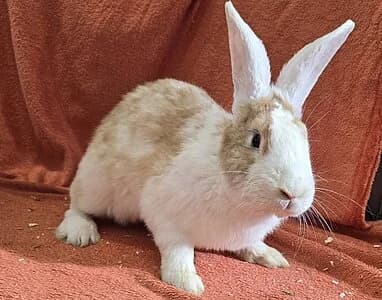 Steve,  mixed breed for adoption at Tierheim Koblenz, Koblenz — photo 4 of 4