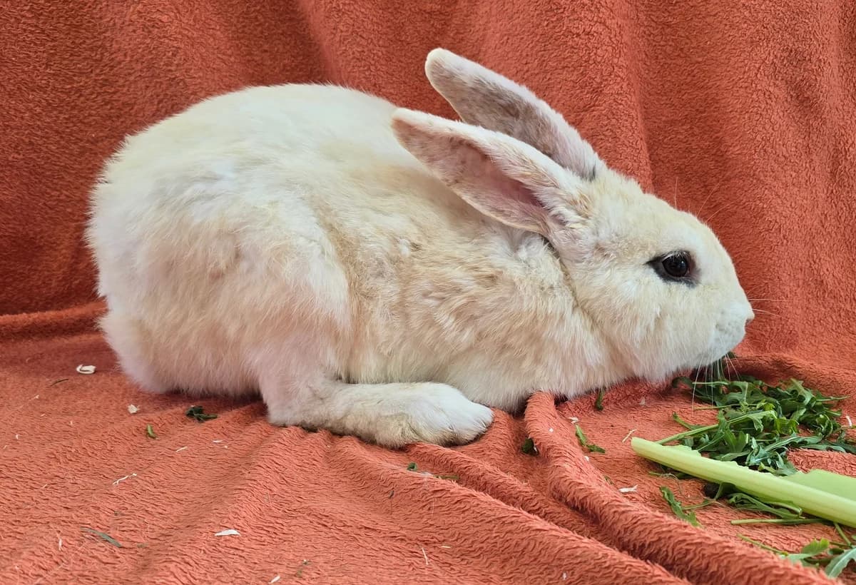 Nikolai,  mixed breed for adoption at Tierheim Koblenz, Koblenz — photo 2 of 4
