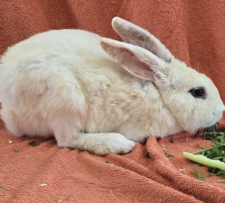 Nikolai,  mixed breed for adoption at Tierheim Koblenz, Koblenz — photo 3 of 4
