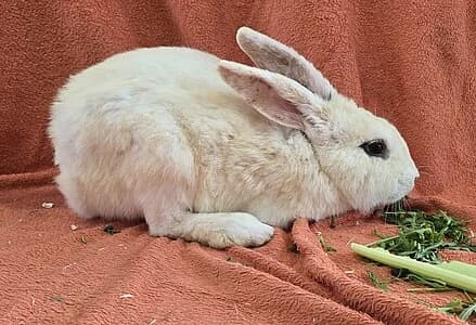 Nikolai,  mixed breed for adoption at Tierheim Koblenz, Koblenz — photo 4 of 4