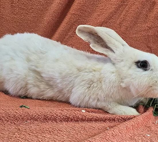 Magnus,  mixed breed for adoption at Tierheim Koblenz, Koblenz