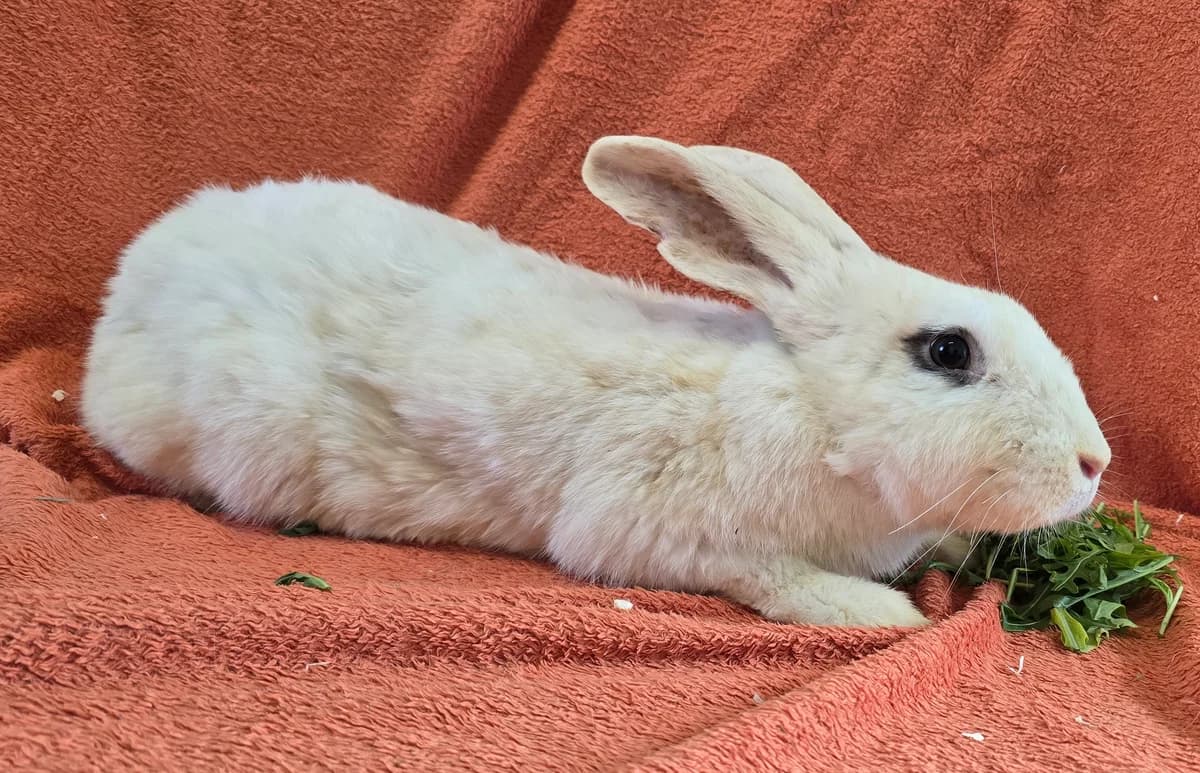 Magnus,  mixed breed for adoption at Tierheim Koblenz, Koblenz — photo 2 of 4