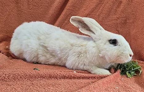 Magnus,  mixed breed for adoption at Tierheim Koblenz, Koblenz — photo 4 of 4
