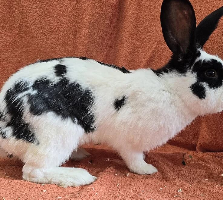 Nick,  mixed breed for adoption at Tierheim Koblenz, Koblenz — photo 3 of 4