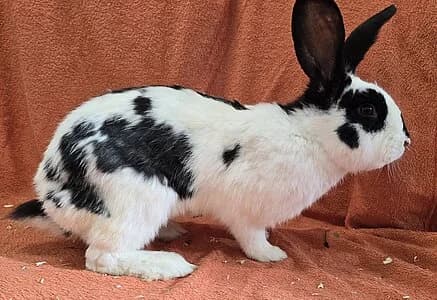 Nick,  mixed breed for adoption at Tierheim Koblenz, Koblenz — photo 4 of 4