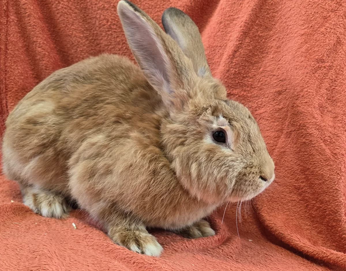 Anton,  mixed breed for adoption at Tierheim Koblenz, Koblenz — photo 2 of 4