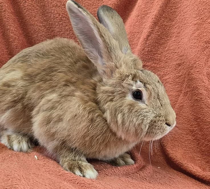 Anton,  mixed breed for adoption at Tierheim Koblenz, Koblenz — photo 3 of 4