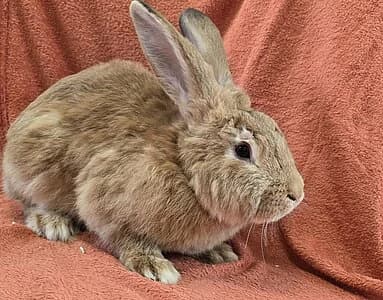 Anton,  mixed breed for adoption at Tierheim Koblenz, Koblenz — photo 4 of 4