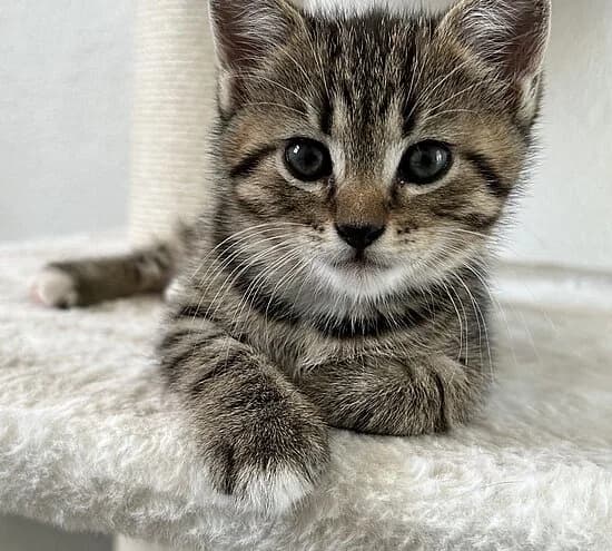 Moldau, puppy European Shorthair for adoption at Tierheim Koblenz, Koblenz