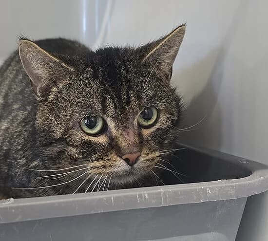 Colorado, female European Shorthair for adoption at Tierheim Koblenz, Koblenz